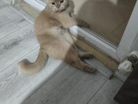 Golden scottish fold