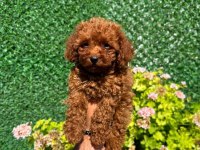 IRK VE SAĞLIK GARANTİLİ KORE TOY POODLE YAVRULAR