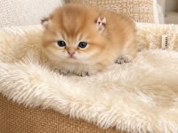 British shorthair yavrular