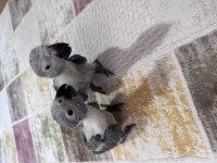 ÇOK TATLI YAVRU JAKO PAPAĞANI BEBEK