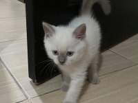 Bluepoint orjinal ve çok özel yavru kedimiz
