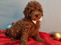 Anne altından poodle yavrular