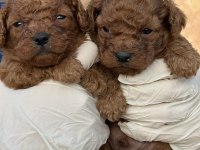 Toypoodle sevimli yavrular