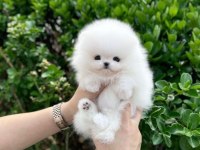 Miss Turkey Kar Beyazı Pomeranian