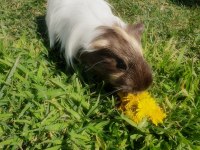 Guinea Pig Mia kalıcı ev arıyor