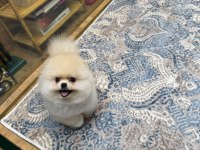 Orjinal Teacüp Pomeranian