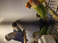 Birbirinden güzel yavru bebek sevdalar ve cennetler