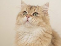 British Longhair Safkan Erkek İstanbul Beylikdüzü
