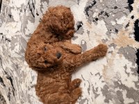 2 aylık dişi erkek poodle yavrularım