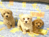 MALTİPOO YAVRULAR