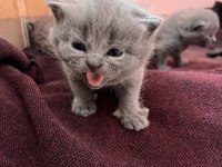 British shorthair yavru
