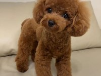 Kore teacup poodle yetişkin erkek