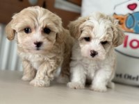 Show kalite tea cup kore maltipoo yavrularımız