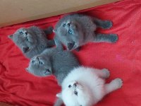 SCOTTİSH BRİTİSH AYI SURAT A KALİTE SAFKAN YAVRULAR