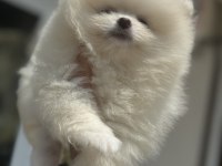 Çok özel tea cup pomeranian yavrularımız