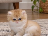 SAFKAN BRİTİSH LONGHAİR GOLDEN
