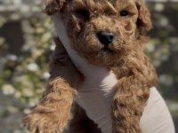 Original toy boy Maltipoo yavruları