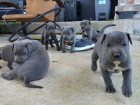 Cane corso blue
