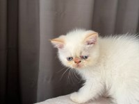 Show kalite ırk garantili bebegimiz