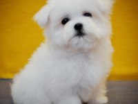 Petmode köpek çiftliğinden tea cup kore maltese