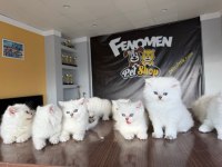 SHOW KALİTE BRITISH SHORTHAIR YAVRULR ANKARA MAĞAZA