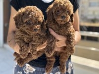 Nadir olan çok özel çikolata renk toy poodle yavrular