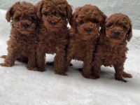 RUHSATLI POODLE EVİNDEN ÇOK SAYIDA POODLE BEBEK