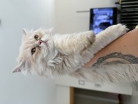 BEBİŞ KEDİLERİMİ SAHİPLENDİRİYORUM 2 BEYAZ VE 2 GRİ