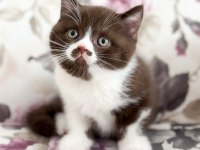 NADİR BULUNAN CİNNEMON CHOCOLATE YAVRU KEDİMİZ