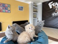 KEDİCİDEN RENK RENK BRITISH SHORTHAIR YAVRULARI ANKARA