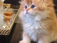 Full secereli british longhair bebekler