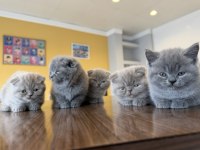 Oyuncak gibi Scottish fold yavrular renk renk Ankara