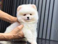 Pomeranian köpekleri