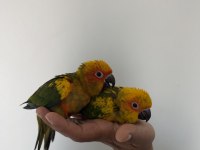 BEBEK GÜNEŞ KONUR PAPAĞANLARI