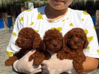 Kore poodle yavrularımız