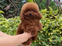 Toy poodle için güvenilir tek adres