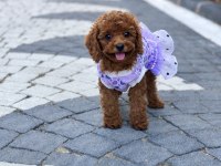 KİLO GARANTİLİ TOY POODLE YAVRULARIMIZ