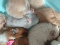 Aynı Gün Adrese Teslim Hamster Yavru ve Setleri