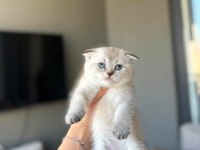 SCOTTISH FOLD SILVER POİNT YAVRUM
