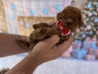 YAVRU TOY POODLE