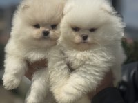 Petmode köpek çiftliğinde ziyarete açık pomeranian