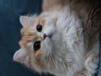 British longhair dişi kedimiz