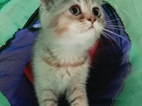 British shorthair dişi aslan