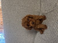 Sevimli poodle