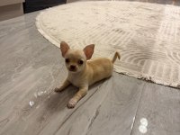 Orijinal elma kafa chihuahua