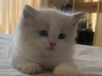 Safkan Ragdoll Yavrular