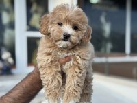 Petmode köpek çiftliğinden ziyarete açık maltipoo