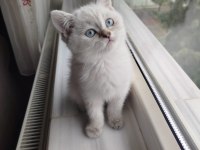 British shorthair blue