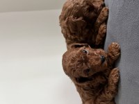 Erkek toy poodle