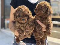 Petmode köpek çiftliğinde chocolate toy poodle yavrular